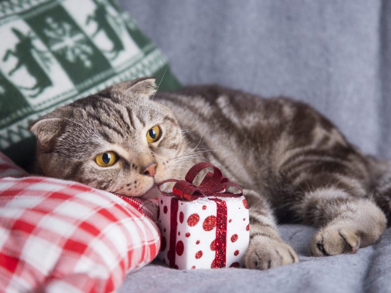 bienvenido-regalo-mascotas-veterinario bienvenido-regalo-mascotas-veterinario