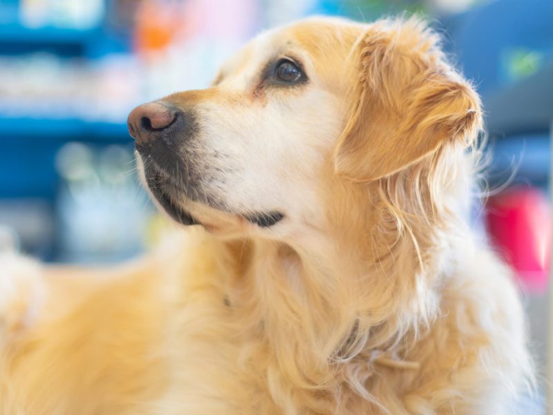 delta-revisió-gossos (1)