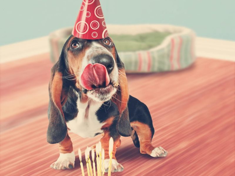 feliz-cumpleanos-mascota-perro-veterinario